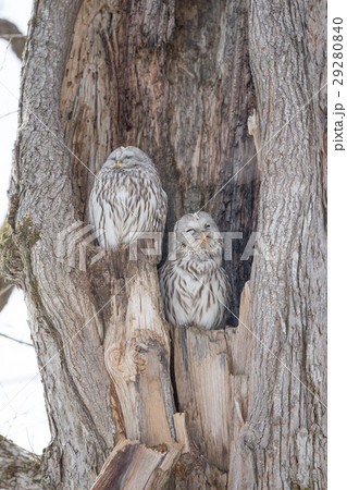 エゾフクロウ-Hokkaido Fral Owal 29280840