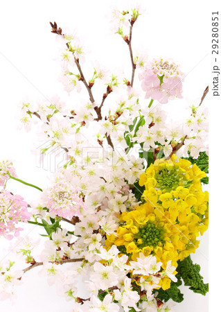 桜と菜の花とイベリスのアレンジ 縦 部分 の写真素材
