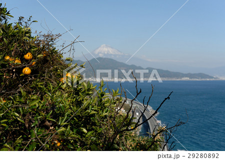 薩埵峠のみかん 29280892