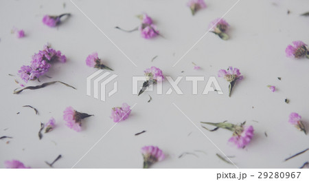 Flower Floral Petal Design Spread 29280967