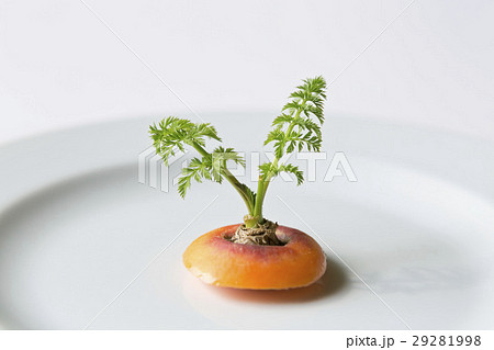 にんじんの葉 にんじんの葉 29281998