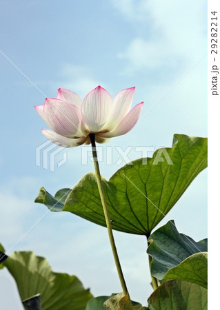 青空と古代蓮の花 29282214