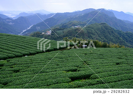 茶畑 紅茶農園 茶園 29282632