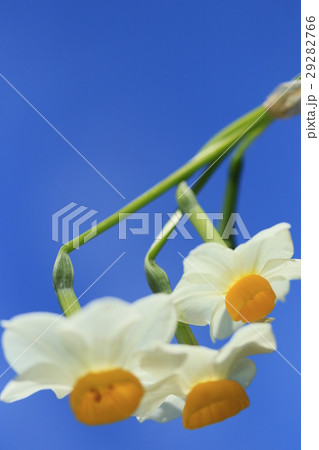 水仙の花 水仙の花 29282766