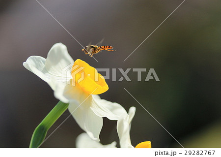 水仙の花とハナアブ 水仙の花とハナアブ 29282767