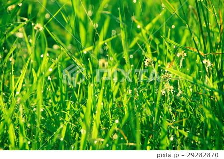 朝露光る草 朝露光る草 29282870