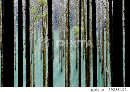 水没林 29283195
