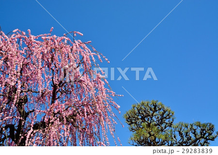 満開の枝垂れ梅と青空 29283839
