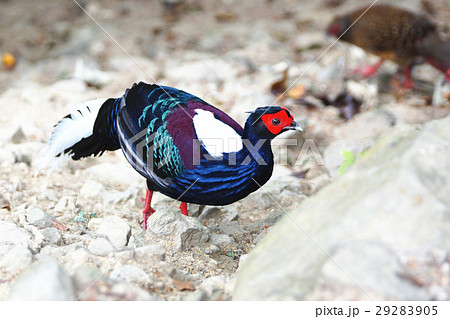 青色 青 青い 29283905