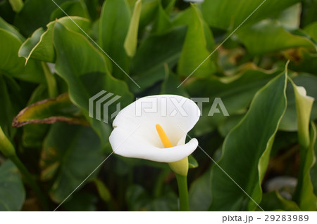 花 フラワー お花 29283989