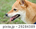 犬 狗 わんこ 29284389