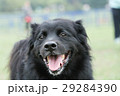犬 狗 わんこ 29284390