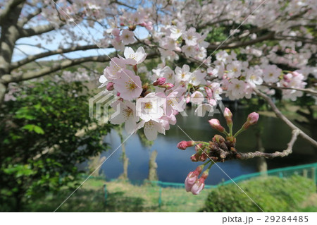 大神神社の桜 大神神社の桜 29284485