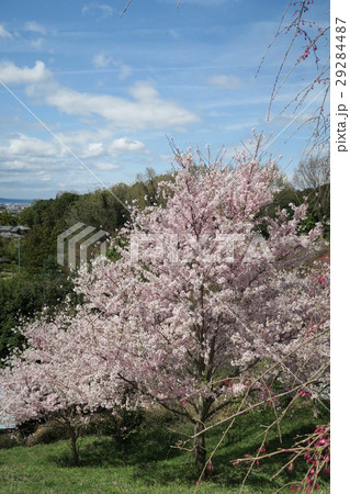 大神神社の桜 大神神社の桜 29284487