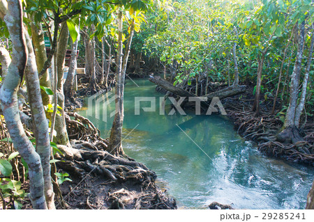 forest and a river landscape at Thapom, Klong Song 29285241