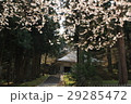 中尊寺の桜 29285472