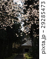 中尊寺の桜 29285473