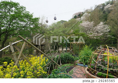 神戸布引ハーブ園 家庭菜園ポタジェの春 の写真素材