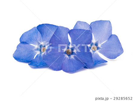 periwinkle blue isolated periwinkle blue isolated 29285652