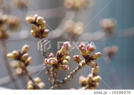 桜のつぼみ 桜のつぼみ 29286076