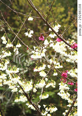 桜 さくら サクラ 29286108