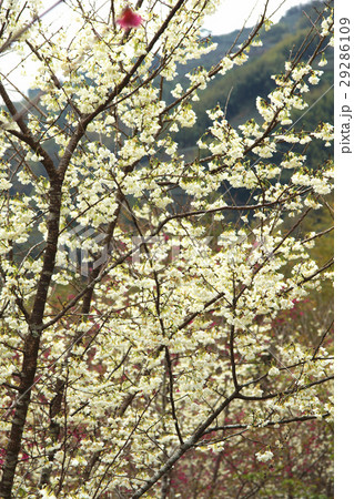 桜 さくら サクラ 29286109