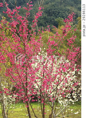 桜 さくら サクラ 29286113
