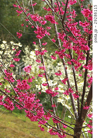 桜 さくら サクラ 29286115