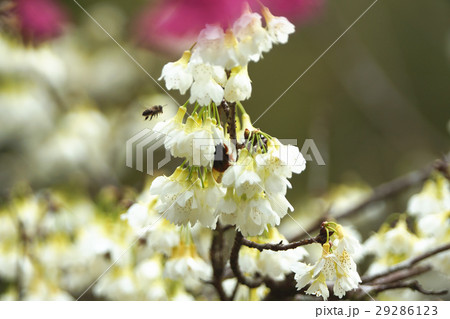 桜 さくら サクラ 29286123