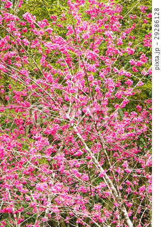 桜 さくら サクラ 29286128