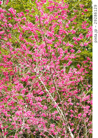 桜 さくら サクラ 29286129