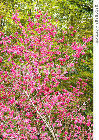 桜 さくら サクラ 29286130