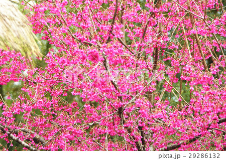 桜 さくら サクラ 29286132