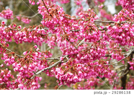 桜 さくら サクラ 29286138