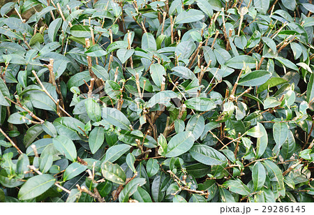 ティー 紅茶 茶 29286145