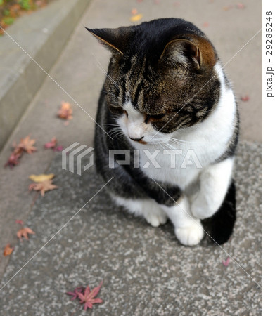 動物 動物学 猫 29286248