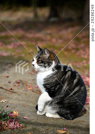 猫 ねこ ネコ 29286249