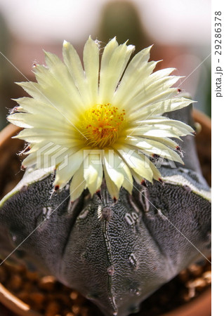 Flower of Star Cactus (Astrophytum Myriostigma) Flower of Star Cactus (Astrophytum Myriostigma) 29286378
