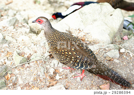 青色 青 青い 29286394