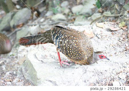 青色 青 青い 29286421