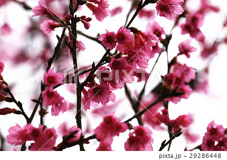 桜 さくら サクラ 29286448