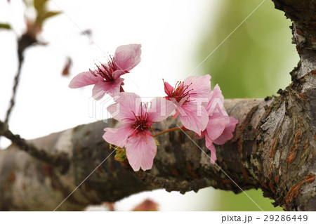桜 さくら サクラ 29286449
