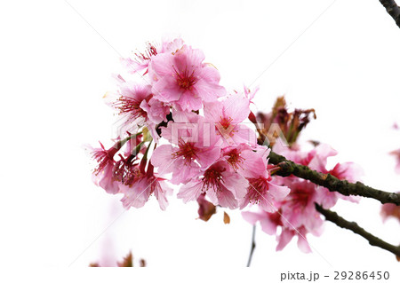 桜 さくら サクラ 29286450