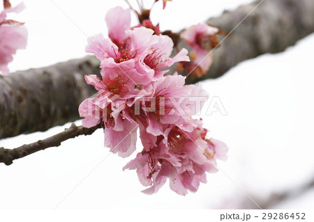 桜 さくら サクラ 29286452