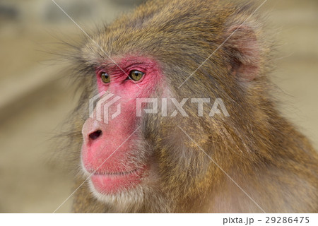 猿 29286475