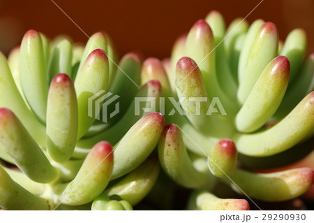 セダム／乙女心 29290930