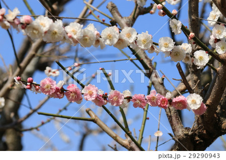 梅の花 梅の花 29290943