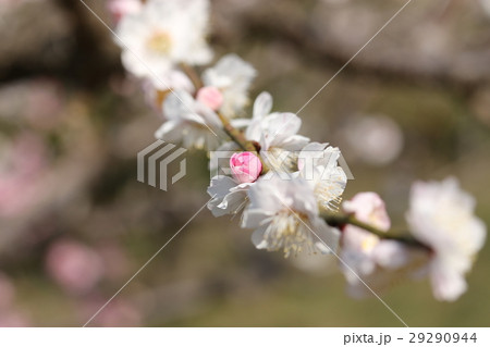 梅の花 梅の花 29290944