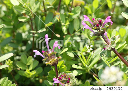 ホトケノザ 29291394