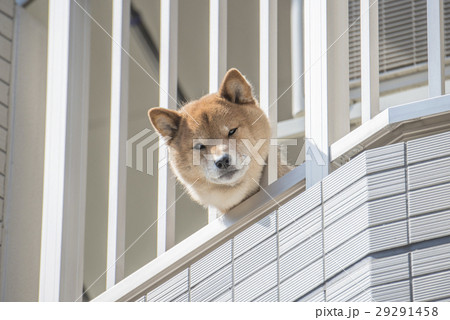 ベランダから顔を出す柴犬の写真素材